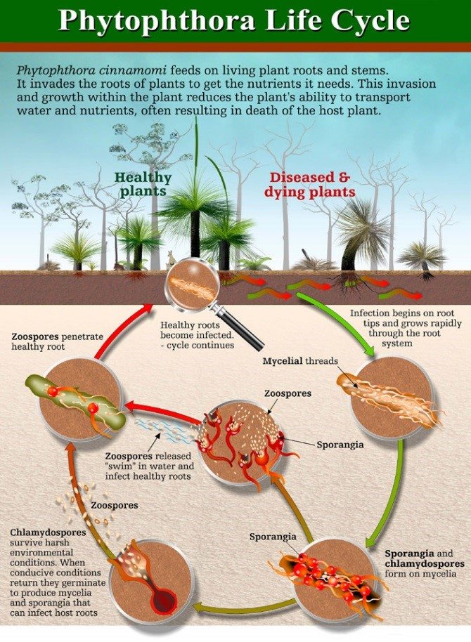 ORCHARD MANAGEMENT THE FUSS ABOUT PHYTOPHTHORA