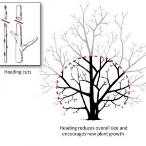 ORCHARD MANAGEMENT: PRUNING FOR MAXIMUM YIELD