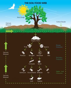 soil food web diagram nz