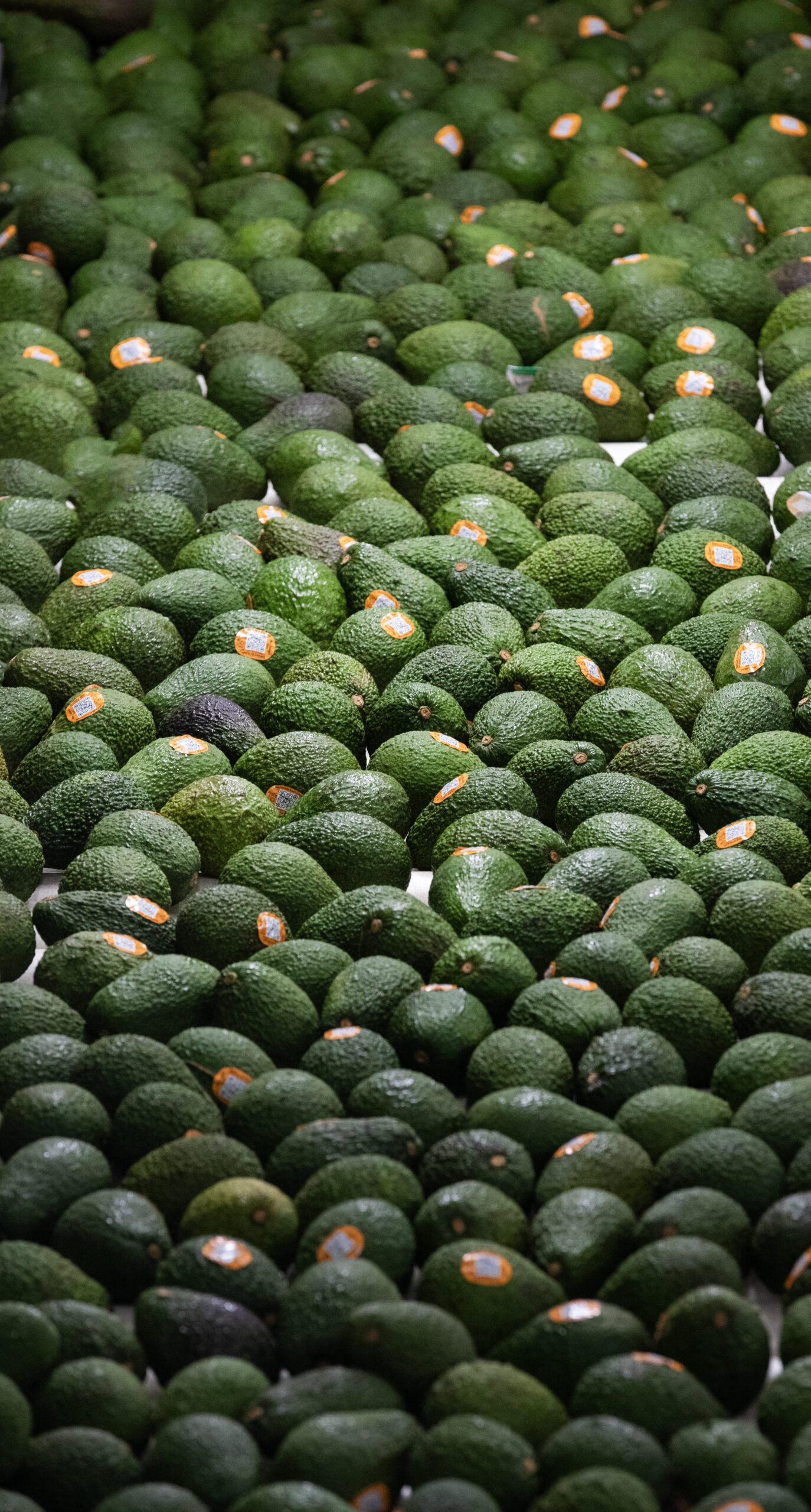 instructions-for-signing-up-with-just-avocados-online-for-packing-and